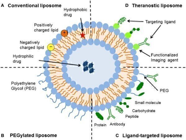 How the Adaptability of Liposomes Assists in Overcoming Today’s Drug ...