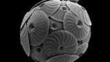 Wolfson Grant supports UK’s First Marine Microbiome Facility