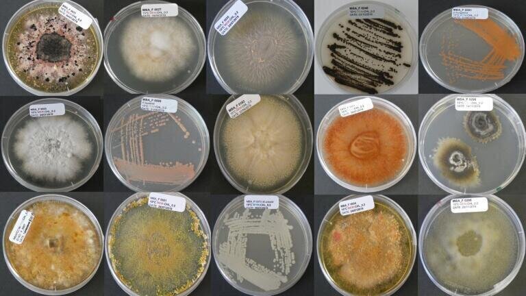 Marine Fungi Culture Collection. Credit: Cunliffe Lab, Marine Biological Association