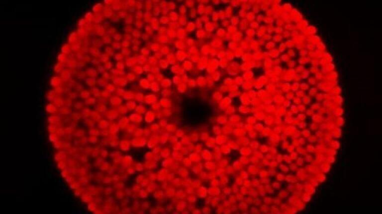 ‘The Wheeler Group at MBA are studying Marine Phytoplankton using a combination of genomic and physiological techniques to understand how algae sense and 
respond to their environment. Pic Credits: Wheeler Lab, Marine Biological Association
 
