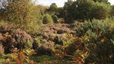Study highlights Nature’s Role in Emissions Reduction