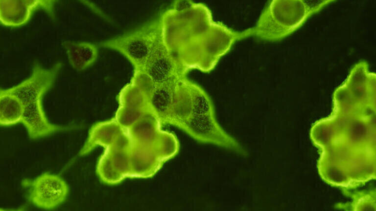 New Antibodies for COVID-19 Virus Detection