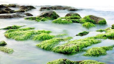Can Seaweed Combat Coronavirus?
