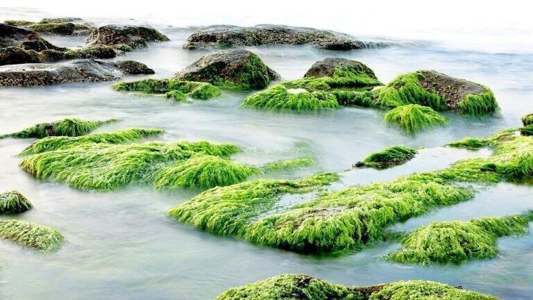 Can Seaweed Combat Coronavirus?