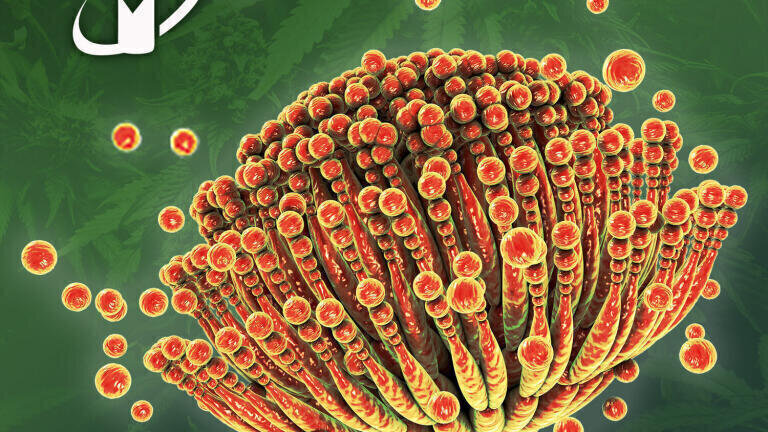 New Reference Standards Target Mycotoxins in Cannabis