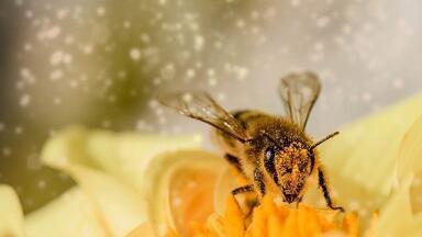 Can Honeybee Venom Kill Cancer Cells?