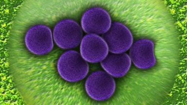 Properties of Superbug Killer Revealed by STFC Imaging Cluster