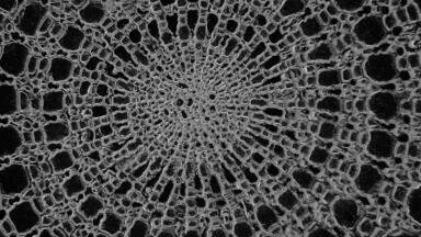 Virtual Early Career European Microscopy Congress 2020