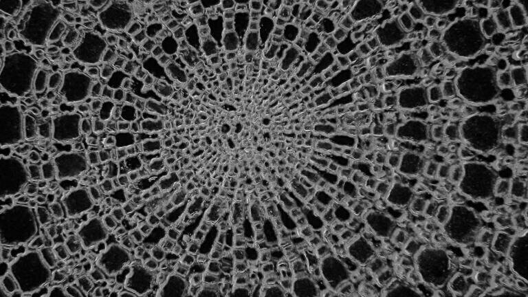 Virtual Early Career European Microscopy Congress 2020