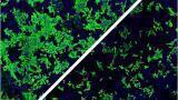 Host Factor Discovery points to Potential SARS-CoV-2 Therapies