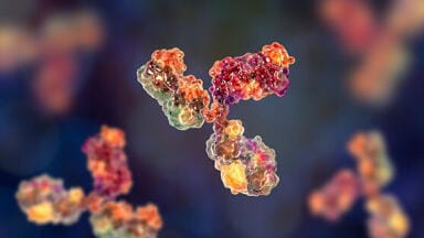 Custom Recombinant Monoclonal Antibodies 