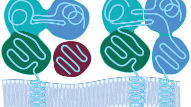 High-Resolution HLA-typed Primary Cell Lots to Support Biologic Drug Research Announced
