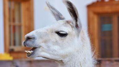 Can Llama Antibodies Fight Against COVID-19?