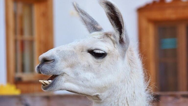 Can Llama Antibodies Fight Against COVID-19?