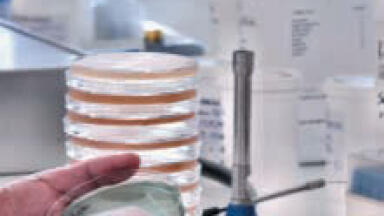 Listeria Enrichment for Traditional Culture and ELISA Procedures