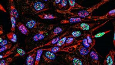 Automated Analysis of Fluorescent Biomarkers