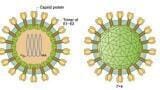 Highly Reactive Rubella Spike Ectodomain (E1-E2) Antigen Launched