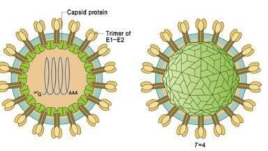 Highly Reactive Rubella Spike Ectodomain (E1-E2) Antigen Launched
