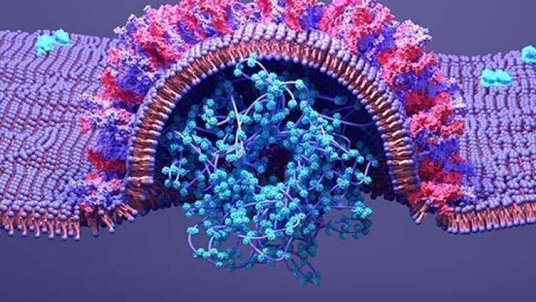 Mutant Spike Proteins and Antigens for SARS-CoV-2 Variant Research