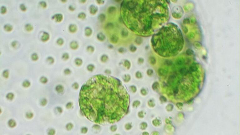 Microscopic Photography re-focuses on Importance of Algae