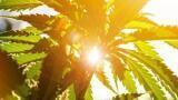 Determining the Moisture Content of Medical Marijuana