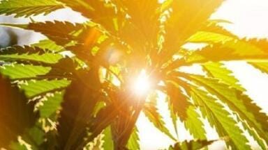 Determining the Moisture Content of Medical Marijuana