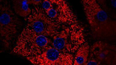 Animal-Free Enzymes for In-Vitro Tissue Dissociation
