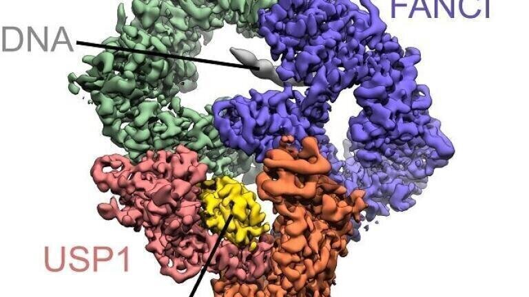 Cryo-EM reveals Key Insight into Vital DNA repair process