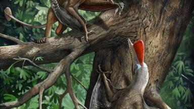 Opposed Thumb Structure revealed by Jurassic Flying Reptile
