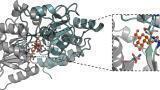 Targeting Uptake Source could fight TB
