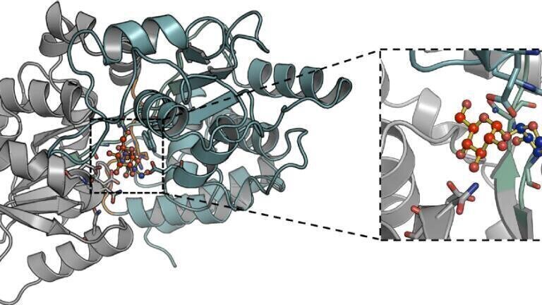 Targeting Uptake Source could fight TB
