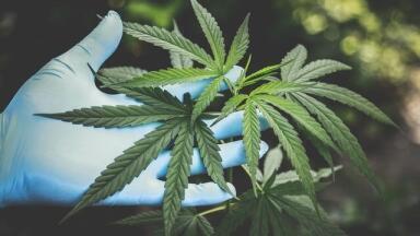 How Does CBD Reduce Anxiety?