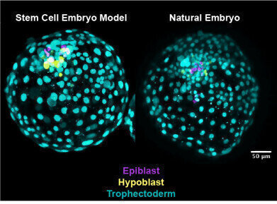 Fertility Research - Can Stem Cells provide Embryo Models?