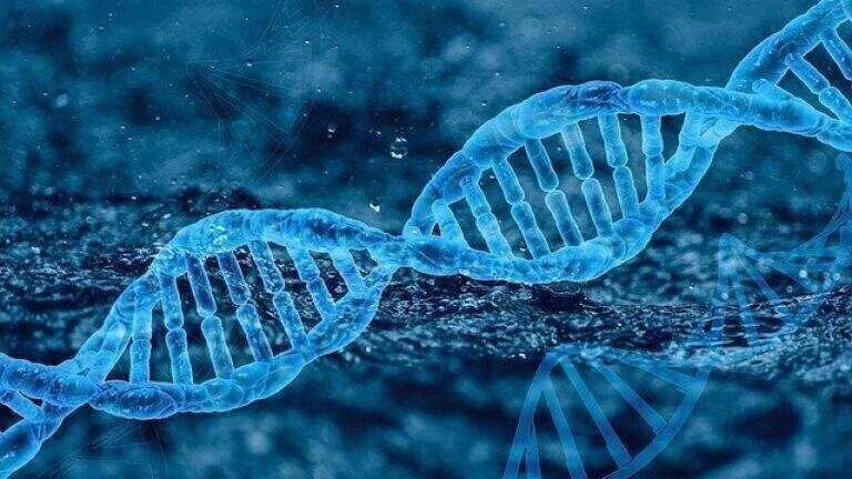 Which Technique is Used to Identify Proteins?
