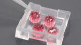 Organ Model heralds first insights into Early Diagnosis of PDAC