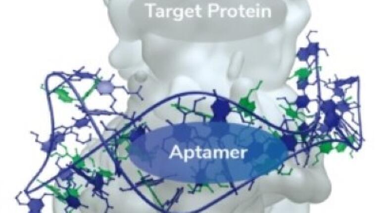 Illustration of an Aptamer interacting with a target protein.