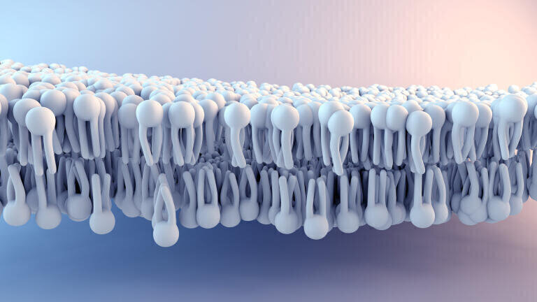 Phospholipid removal illustration.