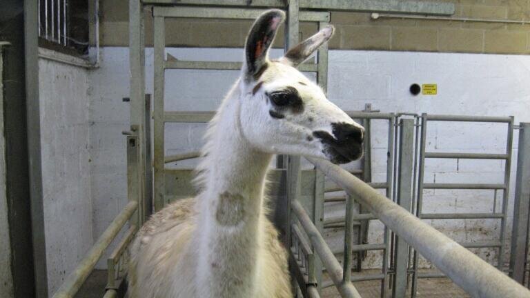 FiFi (Credit University of Reading