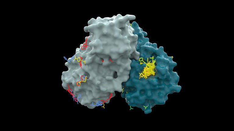 Dimer-All-Ligands-Bound : (Molecular) view of a key component of the SARS-CoV-2 virus called MPro (Green/Grey) with drug site targets identified (In yellow)
©Diamond Light Source, 2021.
