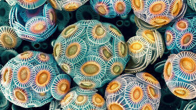 Winning Images highlight diversity of Biological and Elemental structures