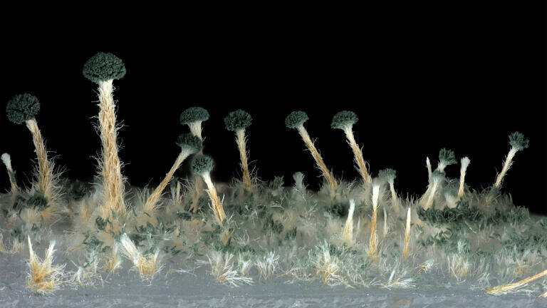 Joint 3rd place Synnemata of a new Talaromyces species found in South Africa, growing on oatmeal as a growth medium, acquired with a Zeiss AxioZoom, V16 zoom microscope. Courtesy of C. Visagie, University of Pretoria, South Africa