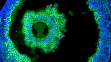 Cutting-edge Tools for Glycobiology Research 