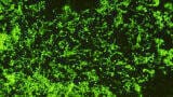 New Leptospira Monoclonal Antibodies