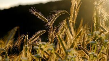 Why Does Crop Research Matter?