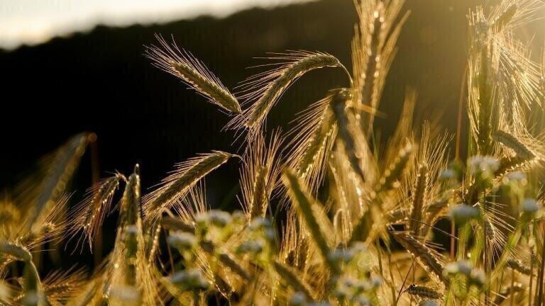 Why Does Crop Research Matter?