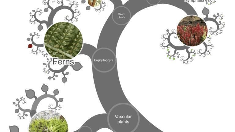 Screenshots from the OneZoom tree of life explorer with leaves coloured according to extinction risk and showing the ‘spiral’ view of the tree.