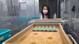 Insects as a Food Source – How is the UK involved in this research sector?