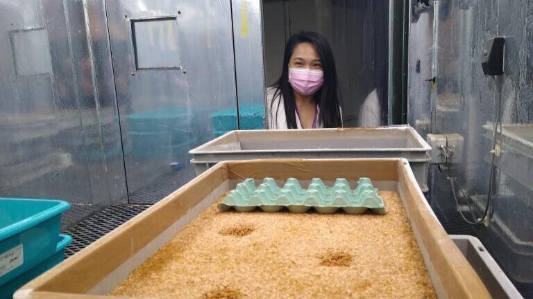 Insects as a Food Source – How is the UK involved in this research sector?