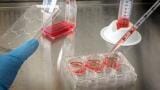 What Are the Different Pipetting Techniques?