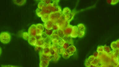 New Omicron Reactive Antibodies